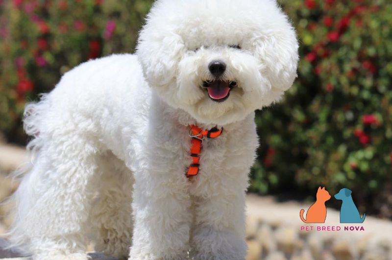 A happy white Bichon Frise dog wearing an orange harness outdoors, explaining what is a Bichon Frise.
