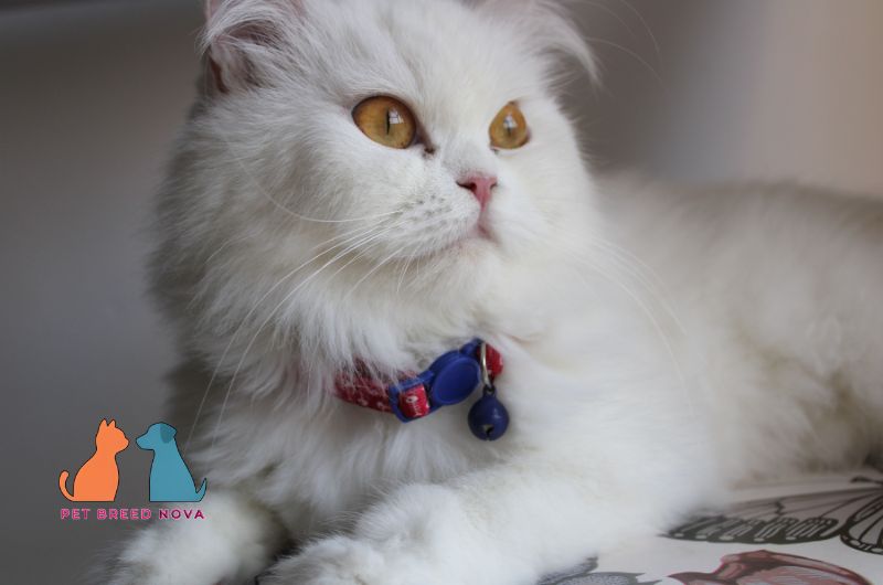 A beautiful white Persian cat with amber eyes wearing a collar with a bell, representing where to buy or adopt a Persian cat.