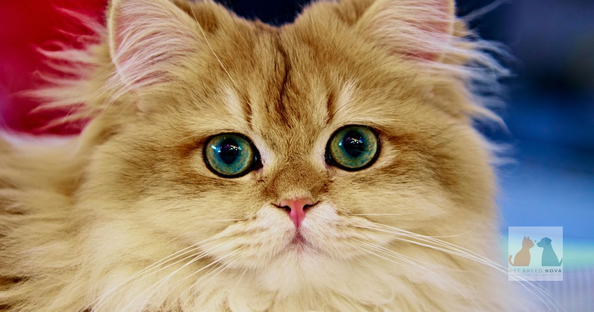 Where to Buy or Adopt a Persian Cat