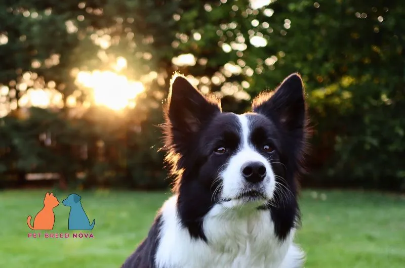 Attentive black and white Border Collie sitting outdoors in a backyard during sunset.