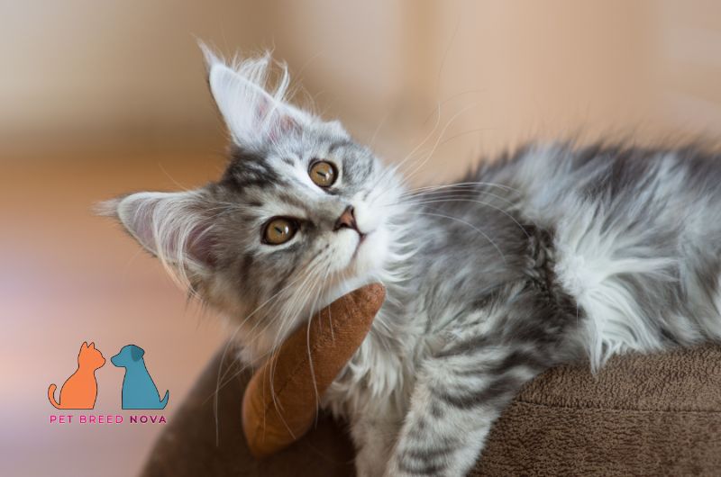 An adorable silver tabby Maine Coon kitten lying down and looking up curiously, showing why are maine coon cats good family pets.