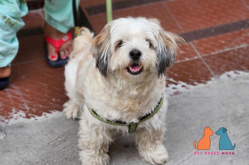 A happy Shih Tzu dog standing next to its owner, illustrating why are shih tzus good family dogs.