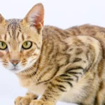 A spotted brown Bengal cat looking alert against a solid white background.