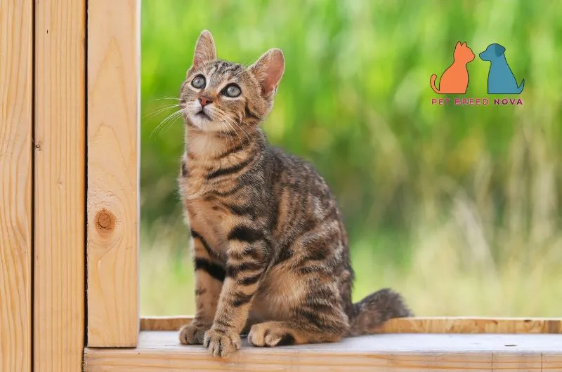A young brown tabby Bengal cat sitting on a wooden frame looking upward, illustrating bengal cat appearance and physical characteristics.