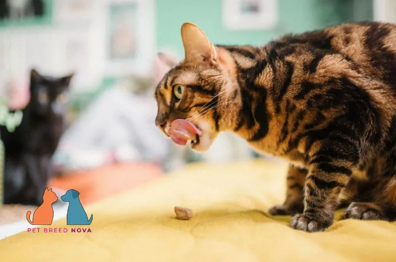 A brown spotted Bengal cat licking its lips after eating a treat, illustrating bengal cat diet and nutrition.