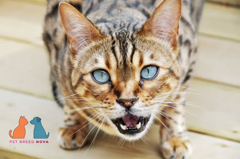 Close-up of a stunning Bengal cat with intense blue eyes and an open mouth, illustrating bengal cat history and origin.