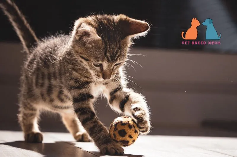 An energetic Bengal kitten playing with a spotted toy ball on the floor, highlighting bengal cat living needs exercise and training.