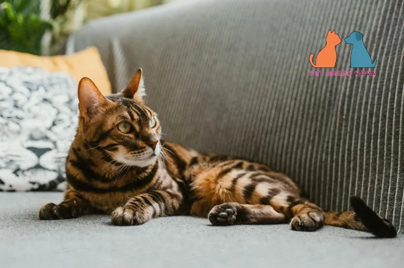 A striking Bengal cat relaxing on a grey sofa while looking alertly to the side, showcasing bengal cat personality and temperament.