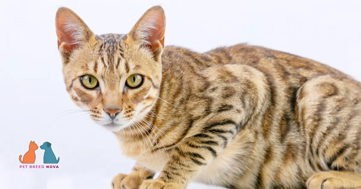 A spotted brown Bengal cat looking alert against a solid white background.