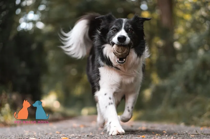 Black and white Border Collie running happily with a ball in its mouth.