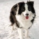 Classic black and white Border Collie standing in the snow.