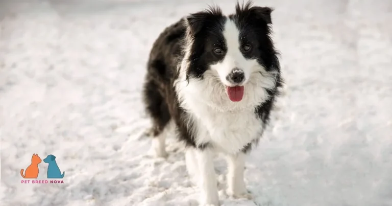 Classic black and white Border Collie standing in the snow.