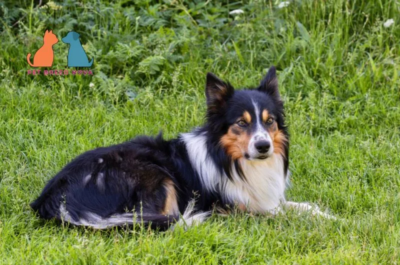 Tri-color Border Collie with black, white, and tan markings lying down on green grass.