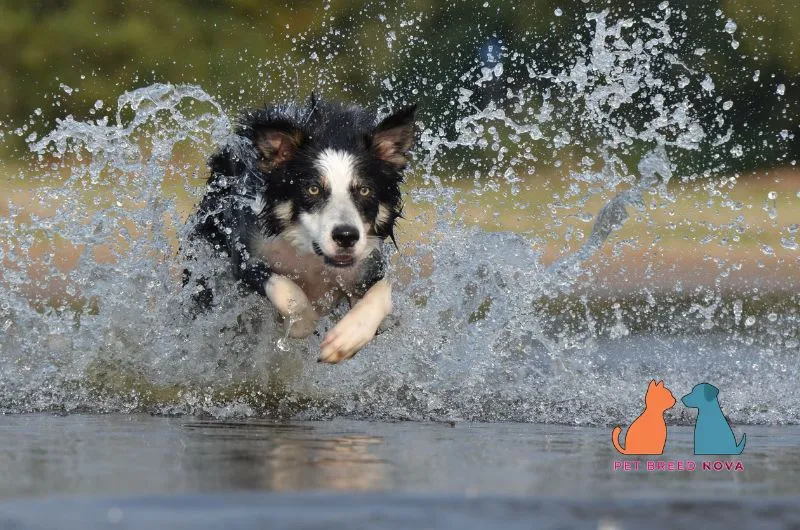 Energetic Border Collie running and splashing through shallow water.