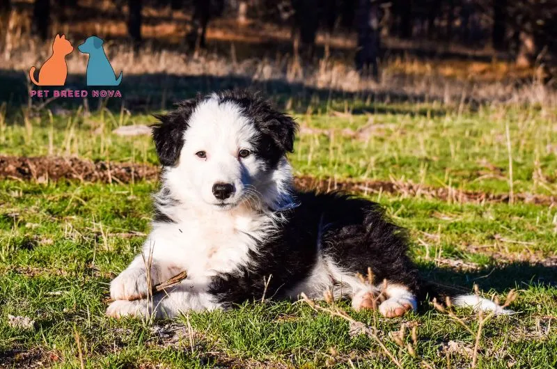 Fluffy black and white Border Collie puppy lying on sunny green grass outdoors.