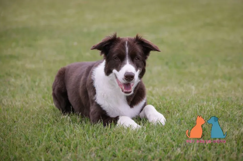 Happy brown and white Border Collie lying down on green grass.