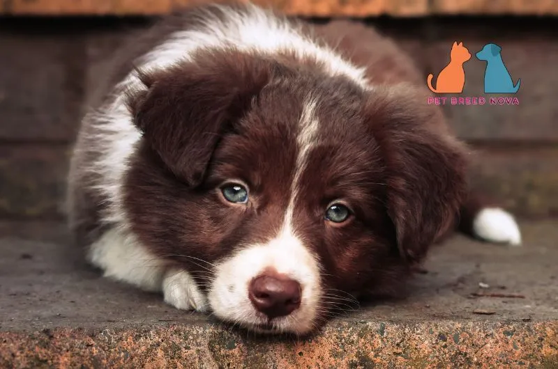 Adorable brown and white Border Collie puppy lying down resting its head on a step.
