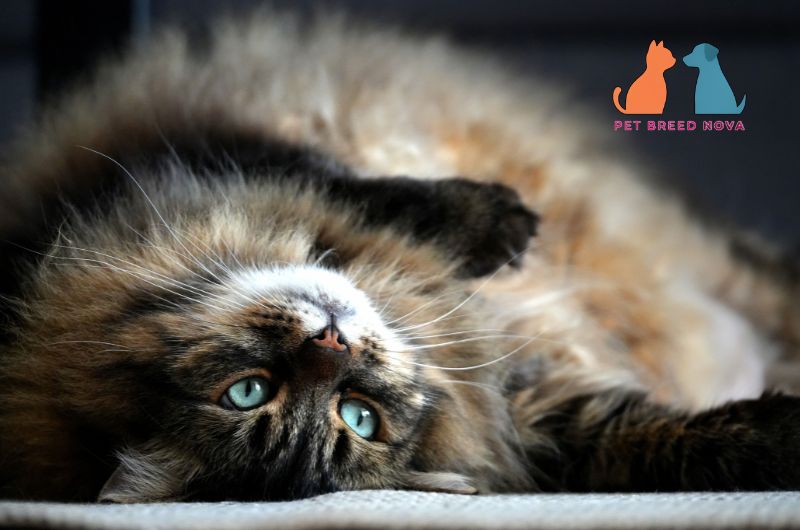 Fluffy longhair Siberian cat with green eyes lying upside down on its back.