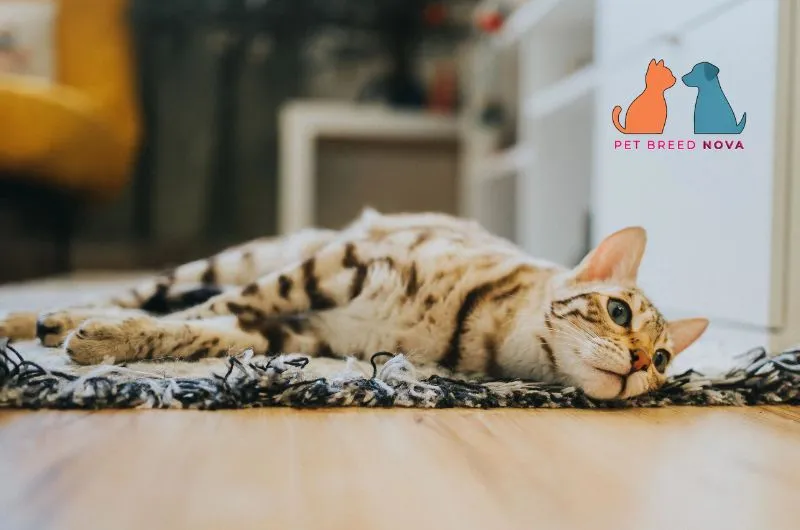 A Bengal cat lying down calmly on a rug inside a home, representing common health problems and lifespan.