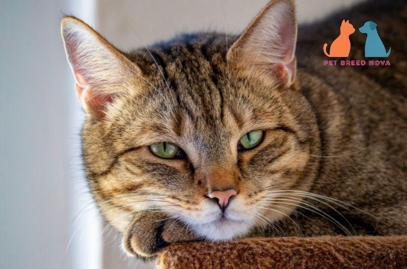 A sad-looking brown tabby cat resting its head on its paw, illustrating common health problems in cats.