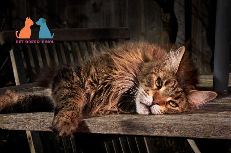 A large fluffy Maine Coon cat lying down on a wooden table with a tired expression, highlighting common maine coon health problems and genetic conditions.