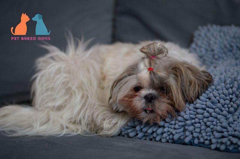 A resting Shih Tzu dog looking tired while lying on a couch, illustrating common shih tzu health problems.