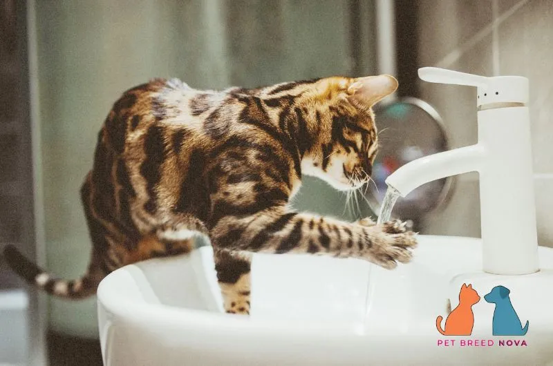 A clever Bengal cat playing with running water from a bathroom sink faucet, demonstrating daily exercise and mental stimulation.