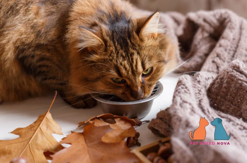 Fluffy brown tabby Siberian cat eating food from a stainless steel bowl.