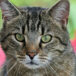 A close-up portrait of a brown tabby European Shorthair cat with striking green eyes outdoors, featuring the european shorthair breed.