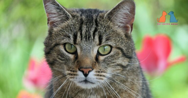 A close-up portrait of a brown tabby European Shorthair cat with striking green eyes outdoors, featuring the european shorthair breed.