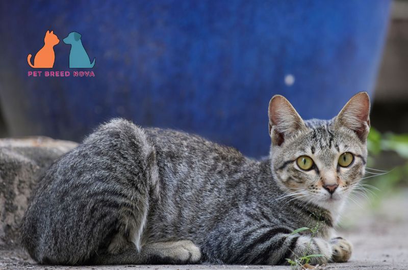 A striped brown tabby European Shorthair cat lying down in front of a blue pot, showcasing the european shorthair appearance.