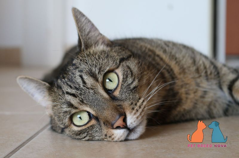 A healthy brown tabby European Shorthair cat lying down comfortably on the floor, focusing on european shorthair health and lifespan.