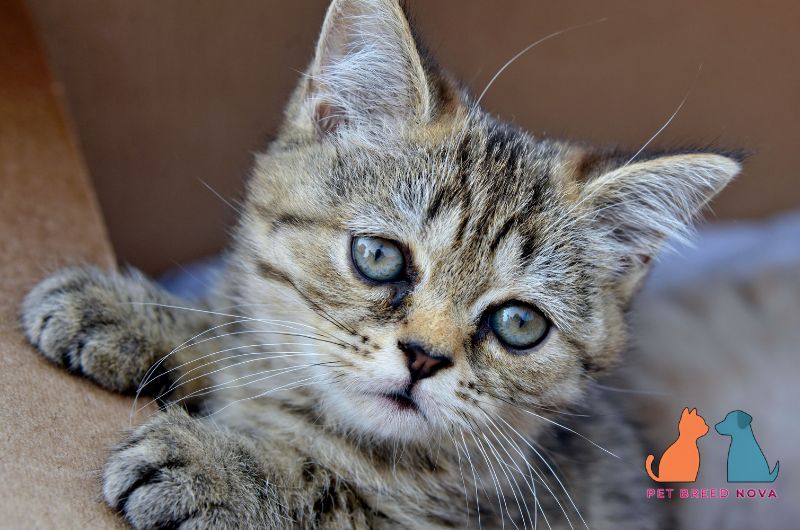 An adorable brown tabby European Shorthair kitten peeking out of a cardboard box, showcasing european shorthair kittens.