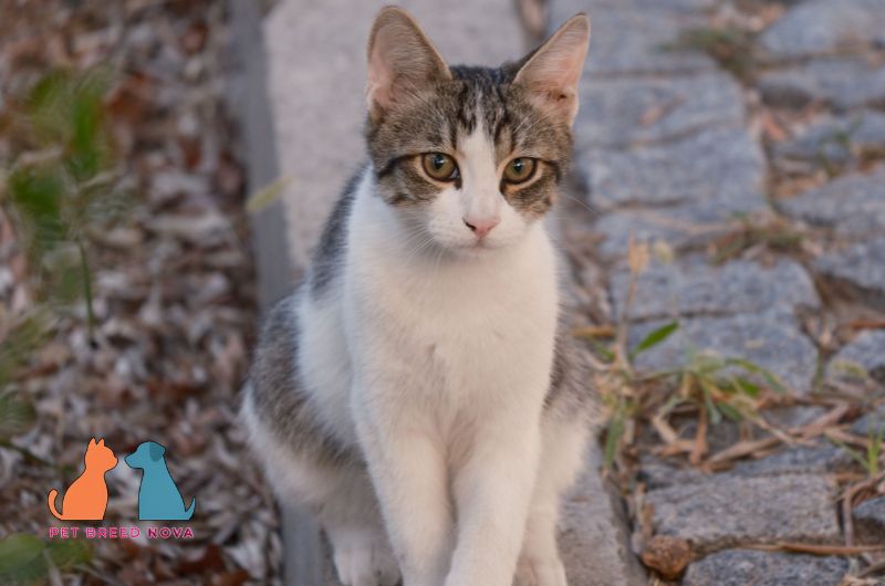A tabby and white European Shorthair kitten sitting on a stone pavement outdoors, representing the european shorthair price and ownership costs.