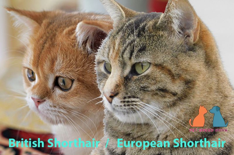 Side-by-side comparison of a brown tabby European Shorthair and a golden British Shorthair cat, highlighting european shorthair vs british shorthair.