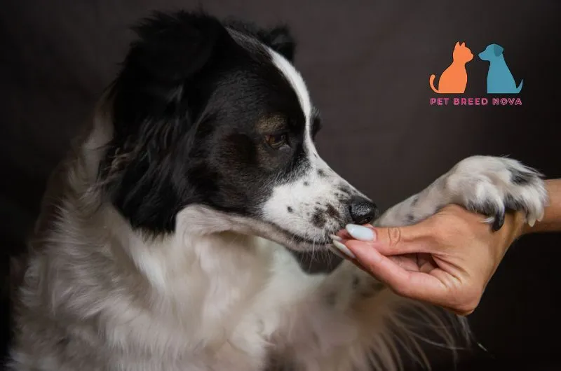 Black and white Border Collie gently taking a treat from a person's hand.