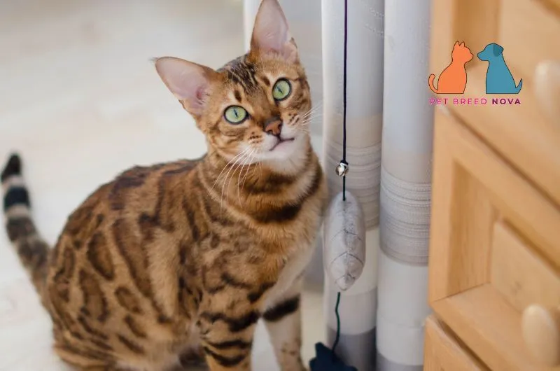 A well-groomed Bengal cat with striking green eyes sitting indoors, representing grooming and general care.