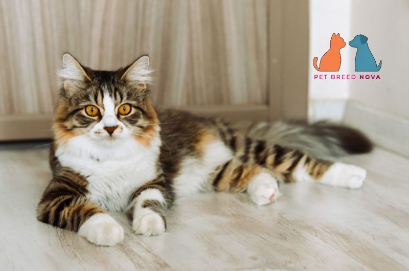 Fluffy brown tabby and white Siberian cat lying on a wooden floor.