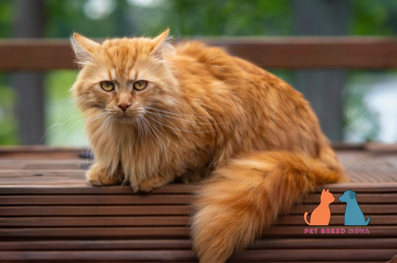 A long-haired orange Maine Coon cat sitting on a wooden bench, representing the history and origin of the maine coon.
