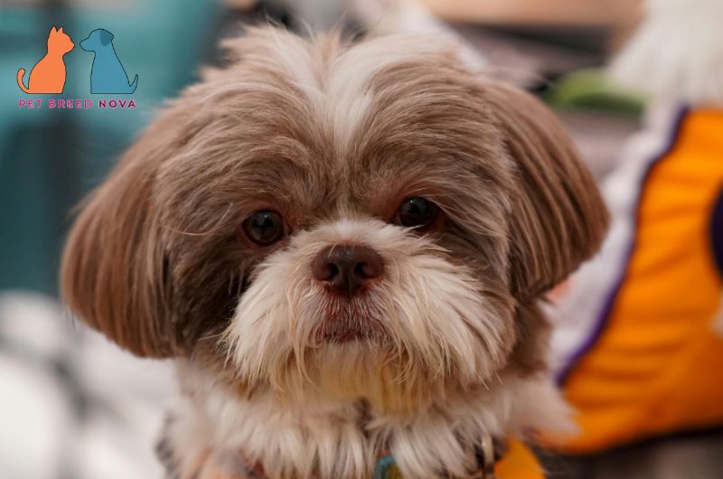 A classic brown and white Shih Tzu looking forward, representing the history and origin of the shih tzu.