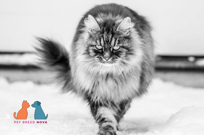 Black and white fluffy Siberian cat walking through snow.