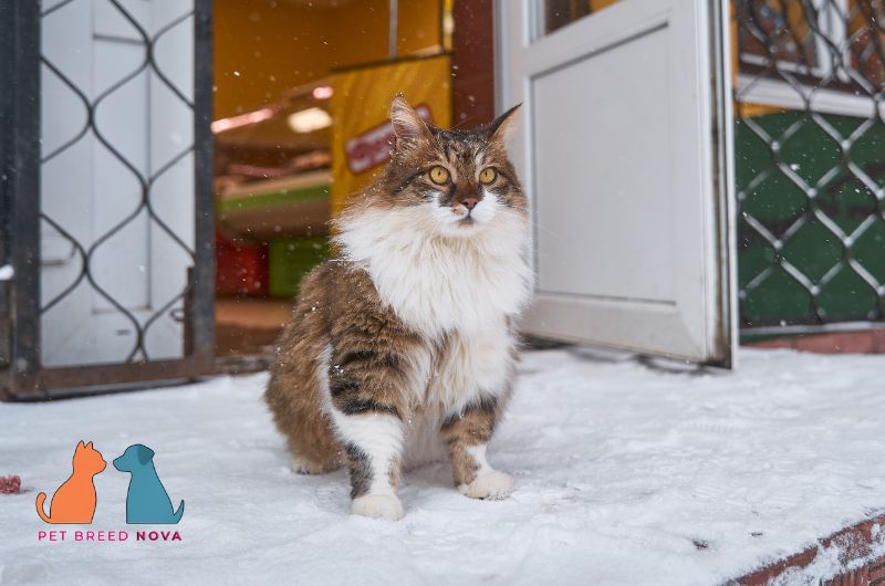 Fluffy brown tabby Siberian cat with a thick white mane sitting outside an open door in the snow.