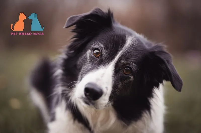 Attentive black and white Border Collie tilting its head inquisitively toward the camera.