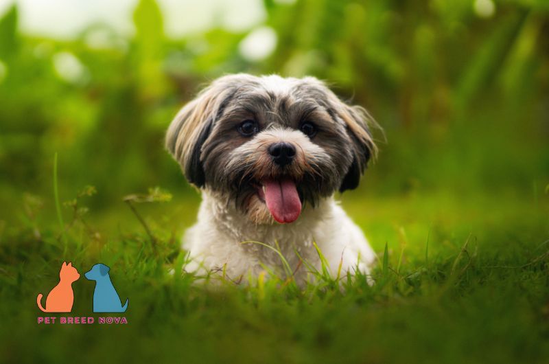 A happy Shih Tzu dog sitting on green grass, helping owners decide is a shih tzu right for you pros and cons.