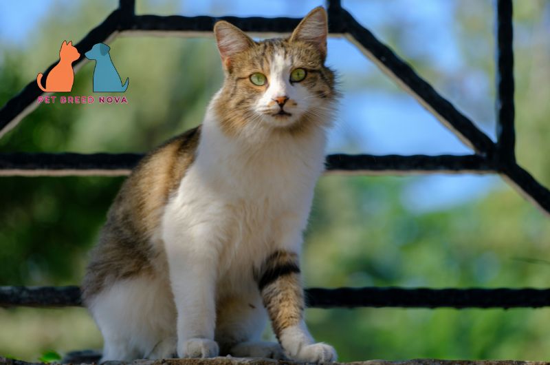 A green-eyed tabby and white European Shorthair cat sitting on a high ledge outdoors, representing is the european shorthair the right cat for you.