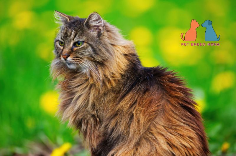 Fluffy brown tabby Siberian cat sitting outdoors in a grassy field with yellow flowers.