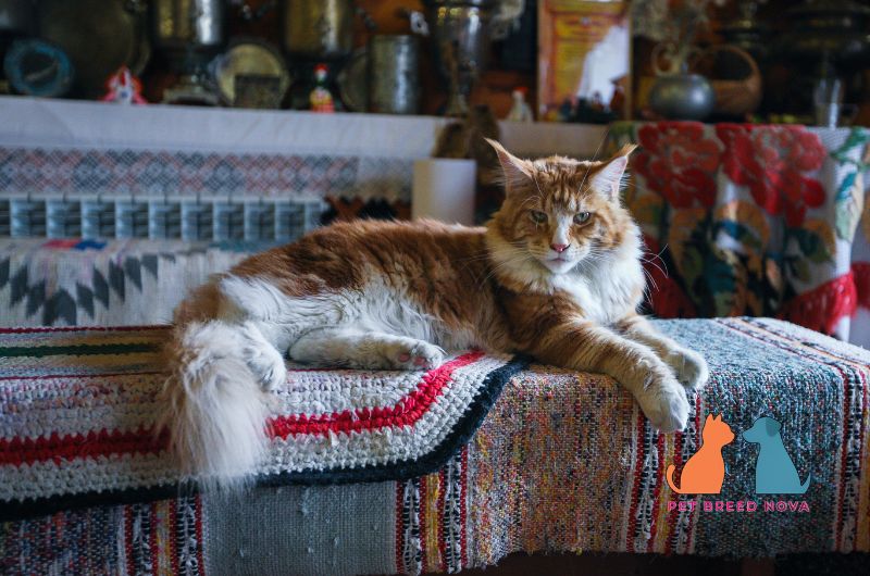 A long-haired orange and white Maine Coon cat with a fluffy coat relaxing on a couch, representing maine coon care and grooming.
