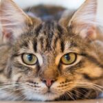 A close-up view of a beautiful fluffy Maine Coon cat lying down and looking directly at the camera.