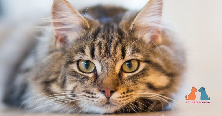 A close-up view of a beautiful fluffy Maine Coon cat lying down and looking directly at the camera.