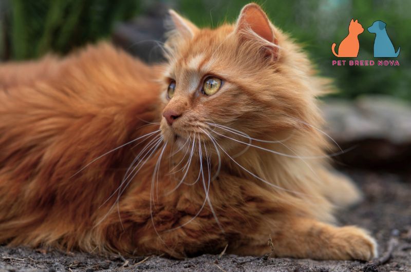 A fluffy orange Maine Coon cat lying outdoors and looking away, discussing maine coon lifespan price and ownership costs.